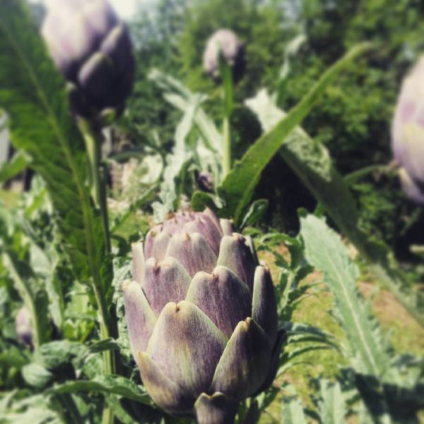 1248688578382641292_242781389