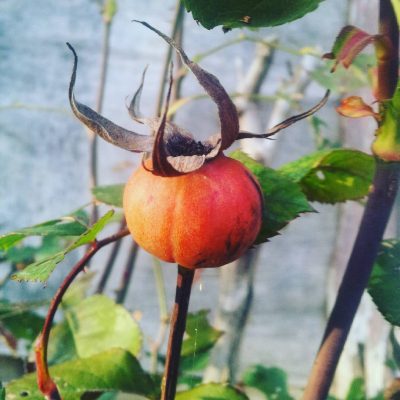 1387048248774223723_242781389