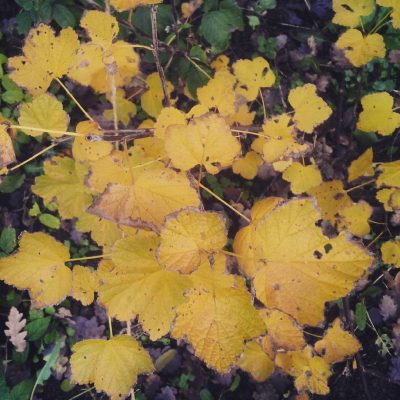 1387049920246223447_242781389