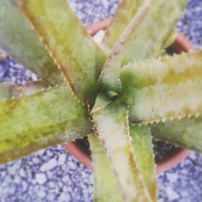 1387051537075000659_242781389